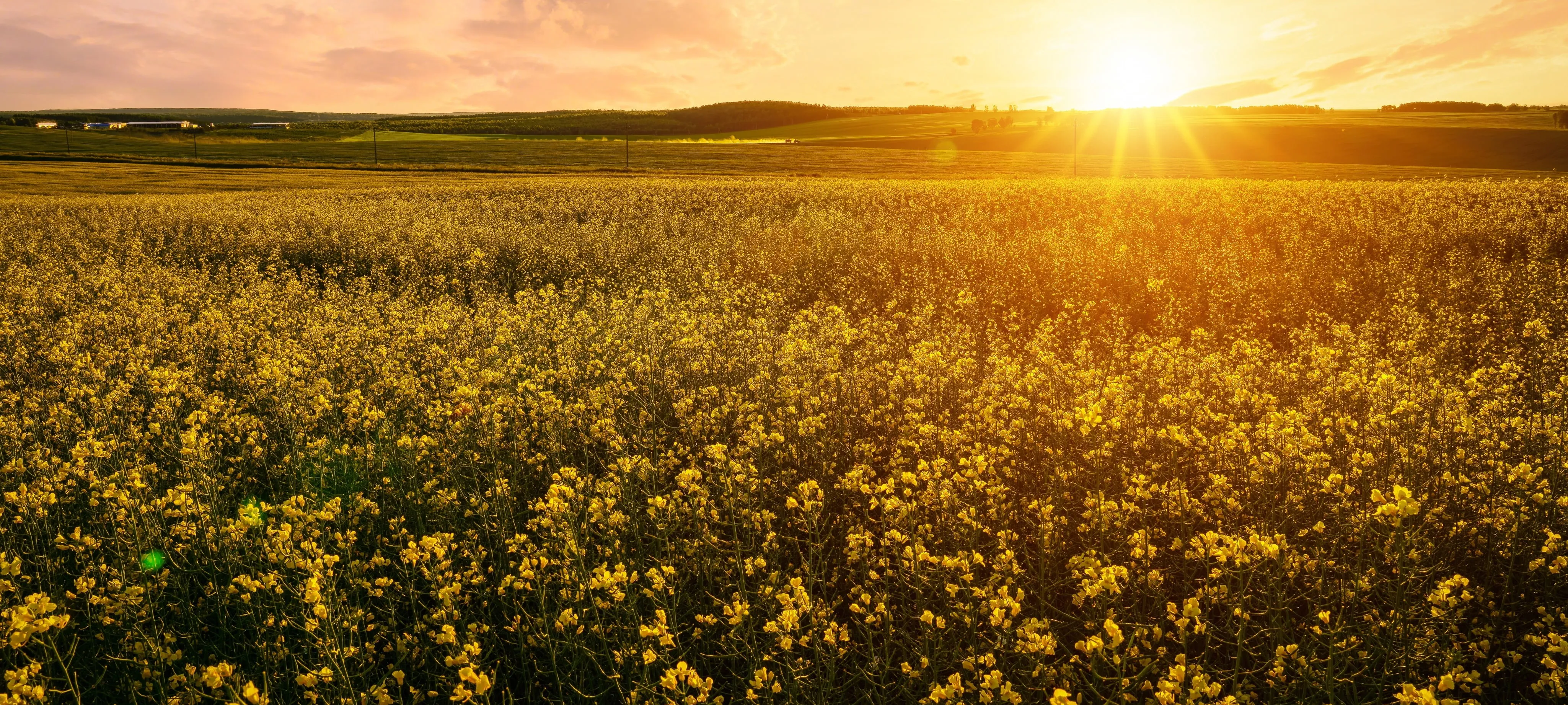 a field of flowers with the sun setting